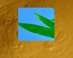 High Quality Herbal Extract Powder Silica Bamboo Leaf Extract for Skin