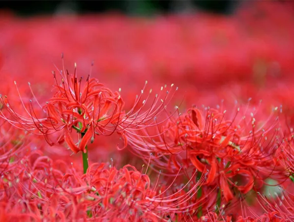 98% Galanthamine Lycoris Radiata Herb Extract for Myasthenia, Myopathy