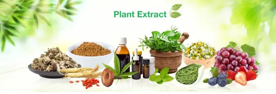 98% Galanthamine Lycoris Radiata Herb Extract for Myasthenia, Myopathy