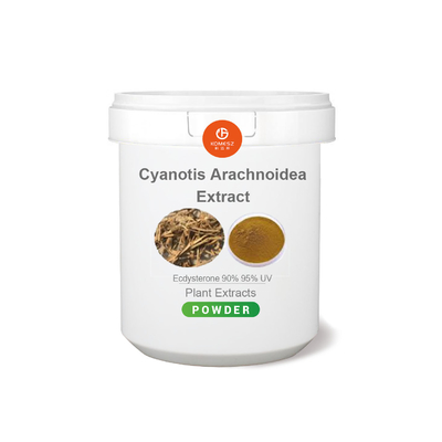 Natural Cyanotis Arachnoidea Extract Powder 90% 98% Beta Ecdysterone Powder